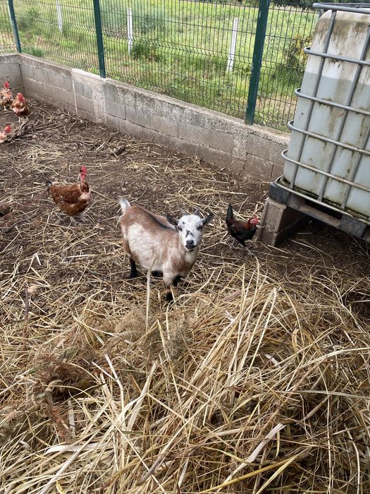 Cabras anãs adultas