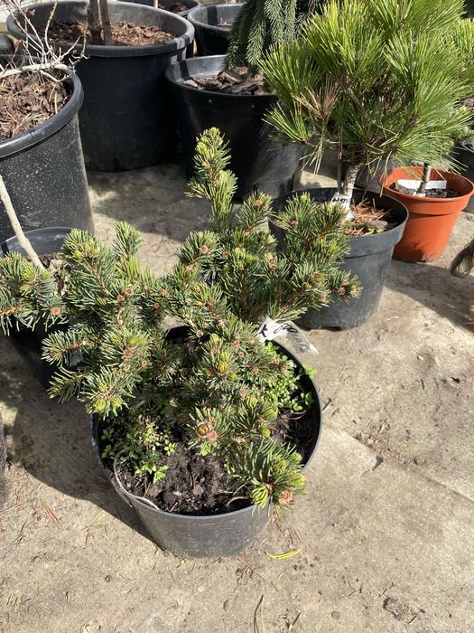 Сосни,ялини,ялівці