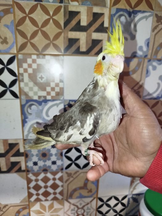 Caturras domésticadas