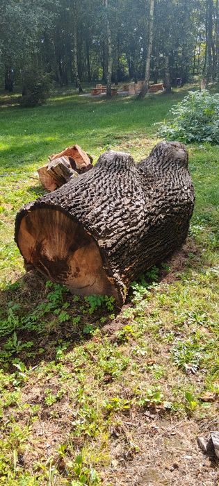 Dąb, kłoda ozdobna sprzedam