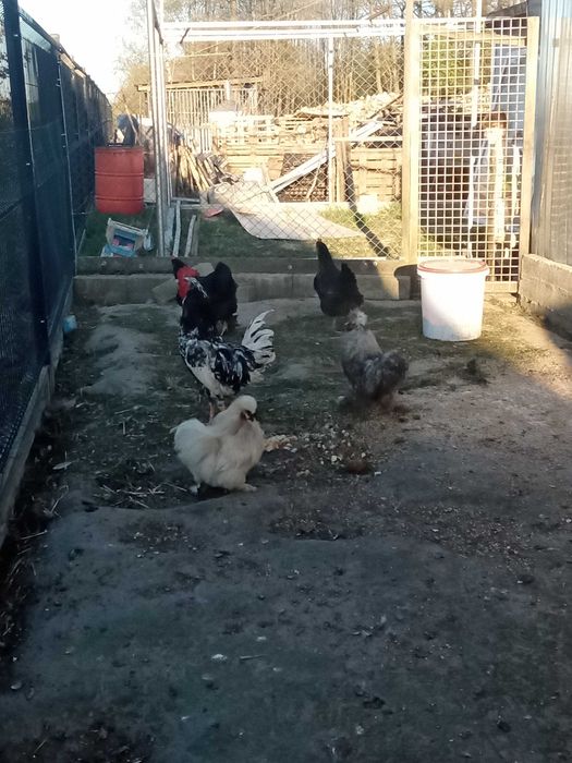 Zwierzęta Koguta silka
