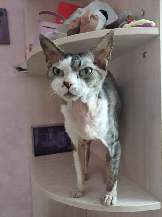 Девон Рекс в'язка