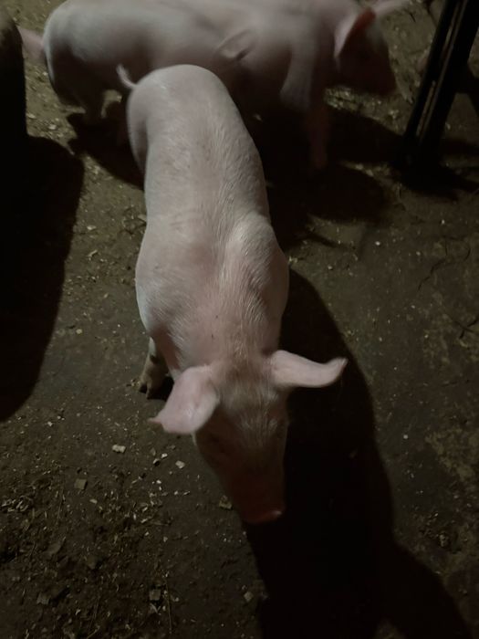 Leitões muito bonitos