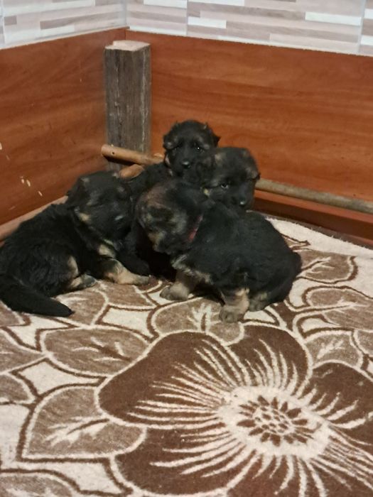 Oddam pieska owczarka