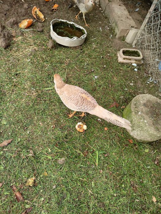 Bażanty  bażanty bananowe