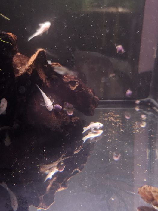 Анциструс snow White не вуаль