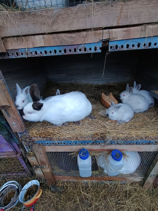 Sprzedam młode Kalifornie