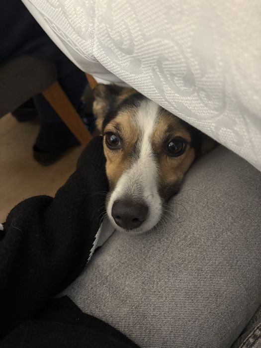 Sunia Trixie do pilnej adopcji