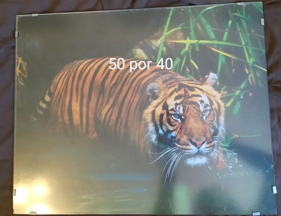 Quadros de tigres (cada unidade)  NEGOCIÁVEL