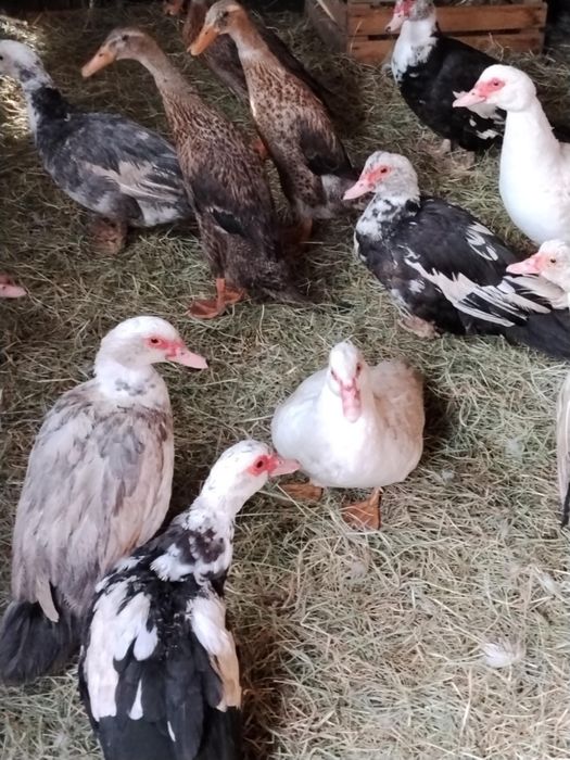 Kaczki francuskie samiczki