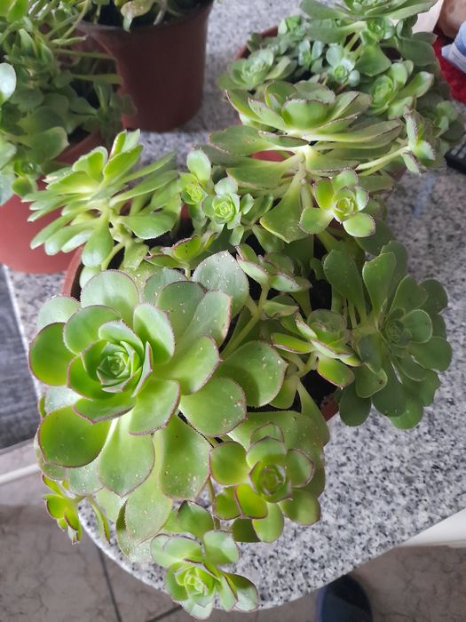 Plantas suculentas