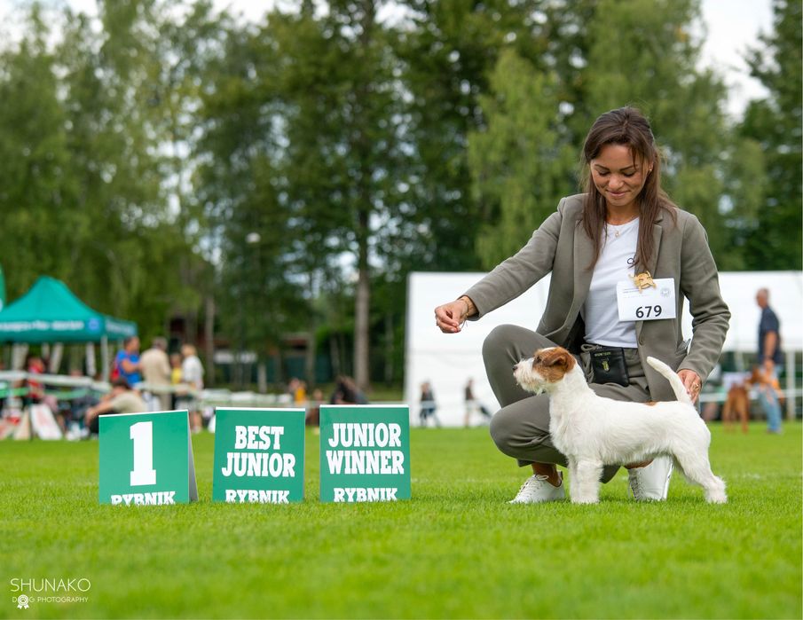 Jack Russell Terrier CherryLoveFCI oczekujemy szczeniat!