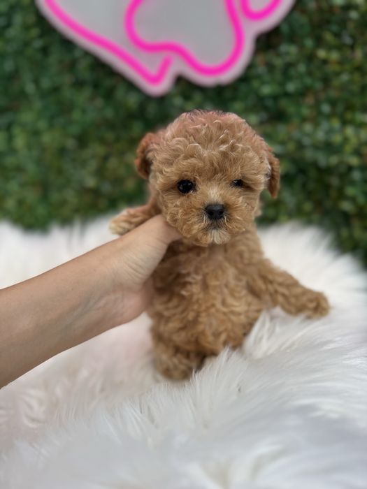 Найкращої якості мальтипу