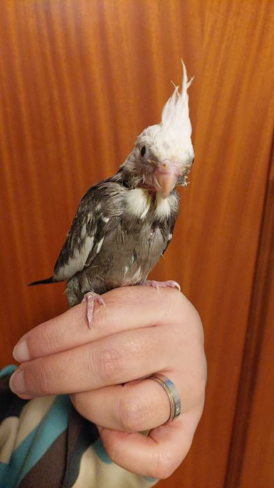 Caturras bebes para acabar de criar a mão