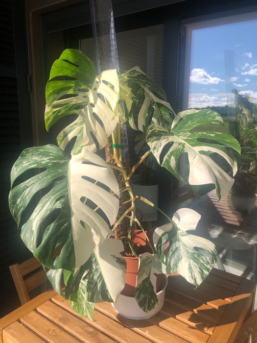 Monstera Deliciosa Variegata “Half Moon” – Planta Adulta Rara