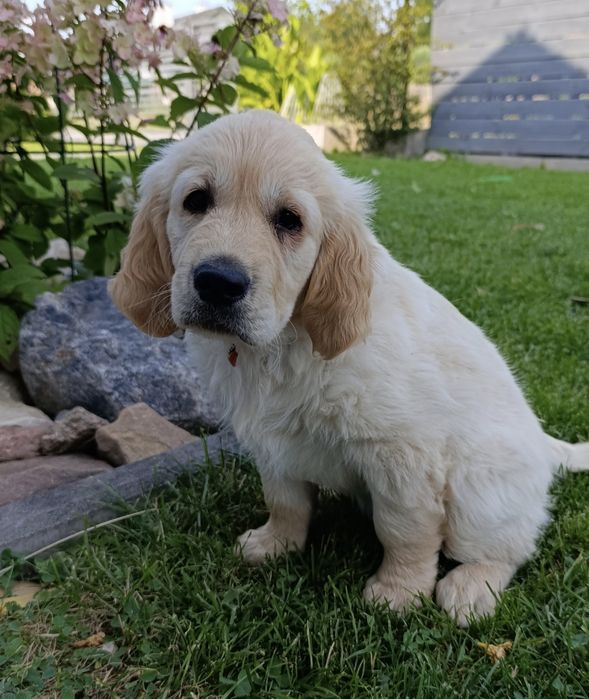 Golden Retriever suczka – wyjątkowa dziewczynka szczeniak