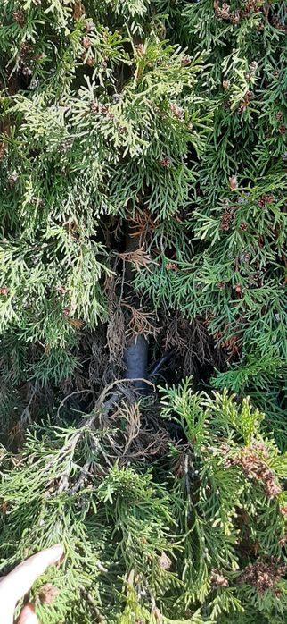 Tuje szmaragd z gruntu 3 - 3,5 m wysokie