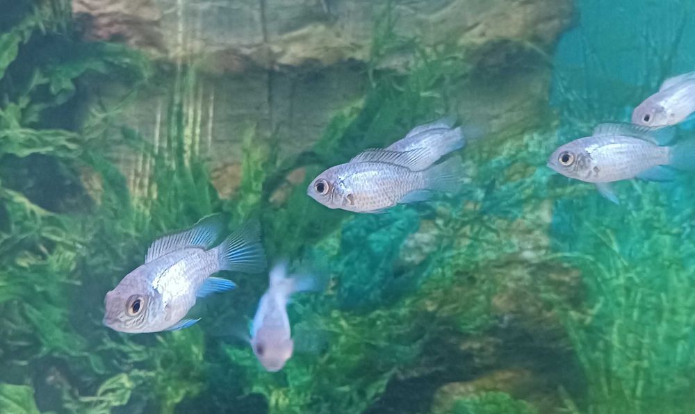 Andinocaras sp "Electric Blue" (6 cm)