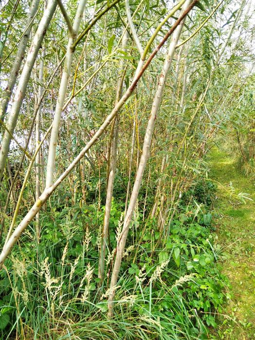 Wierzba energetyczna do palenia ,ściółkowania i inne zastosowania