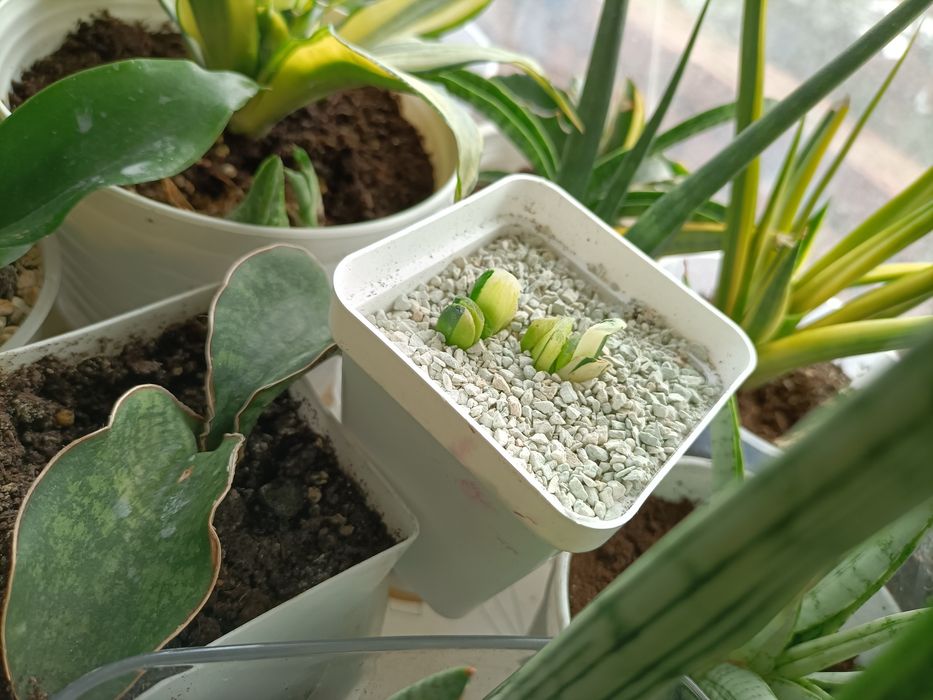 Хавортія трункати варієгатні Лайм