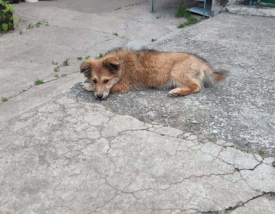 Отдам в хорошие руки, подкинули