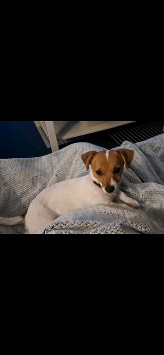 Oddam psa w typie Jack Russell Terrier