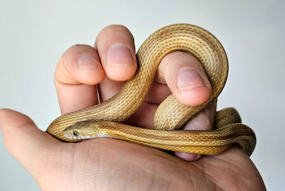 Wąż zbożowy Caramel Stripe