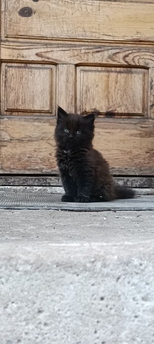 Отдам котенка в добрые руки