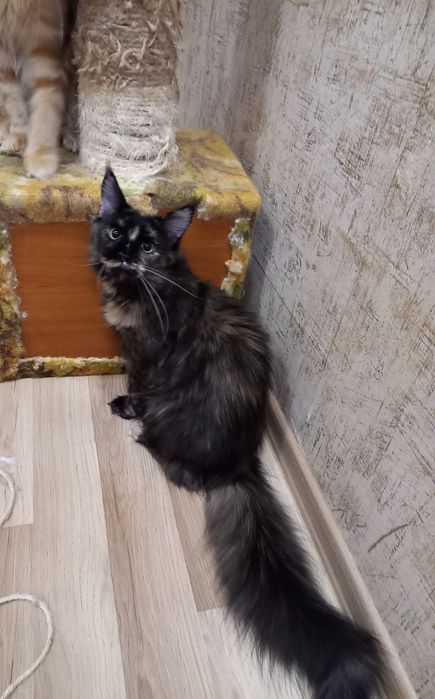 Бронируем мейнкунчики с документами ,привиты,окрасы разные,возраст тож