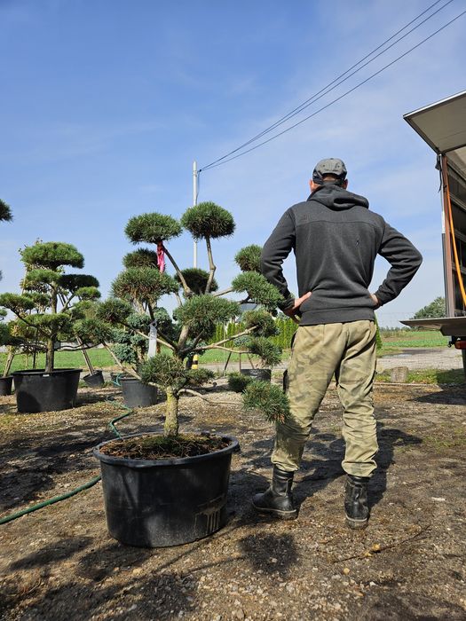 Sosna bonsai norks typ