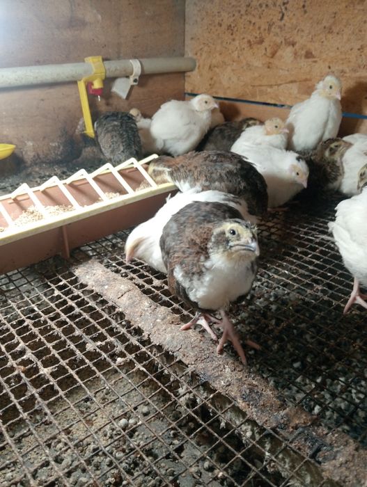 Перепілки пташенята