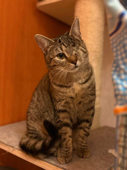 Mruczek czeka na miłość