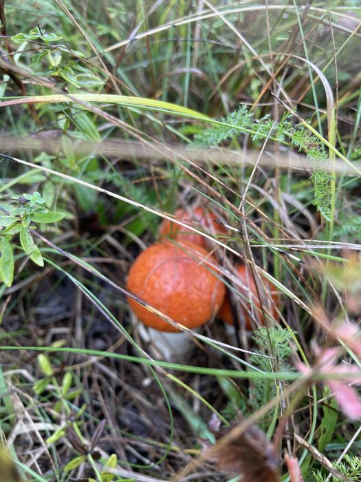 Сушені гриби топольові гриби (підберезовики, червоноголовики)