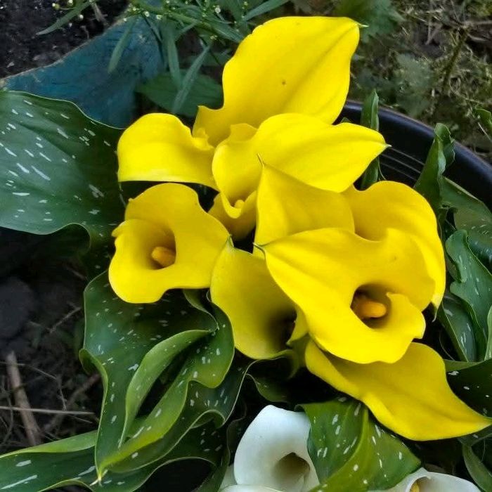 Продам бульби калли.