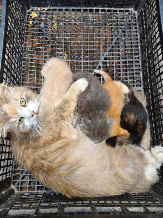 Котикі в хороші руки