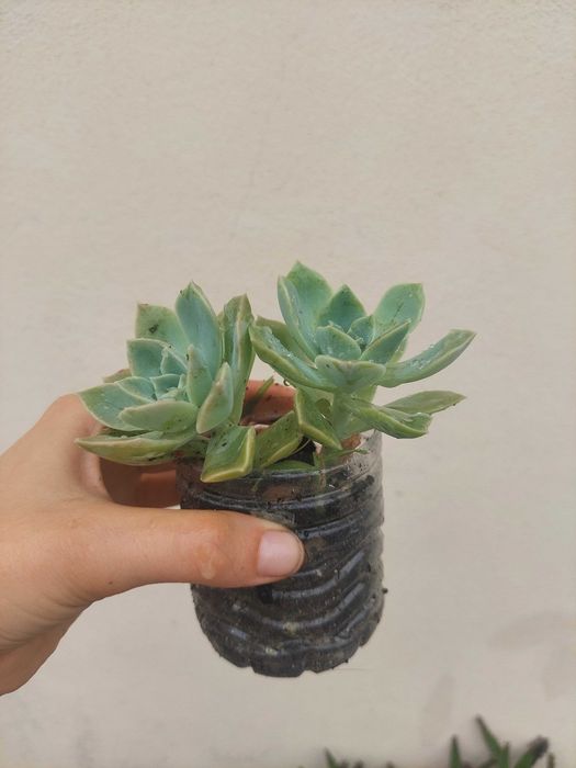 Suculenta Echeveria