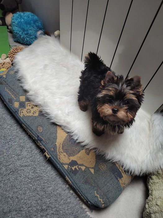 Yorkshire Terrier suczka po Championie FCI