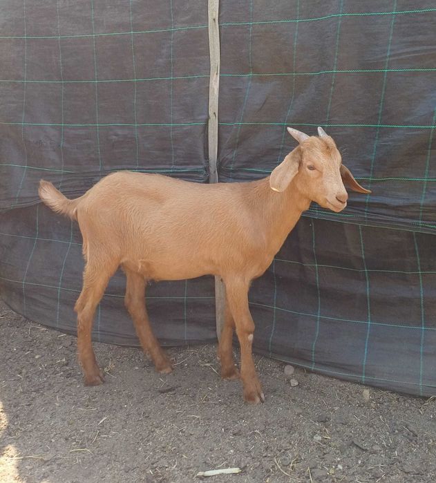 Cabrito cruzado de anglonubiano 8