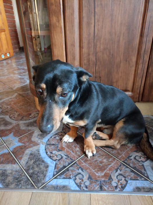 Murzynek szuka domu.