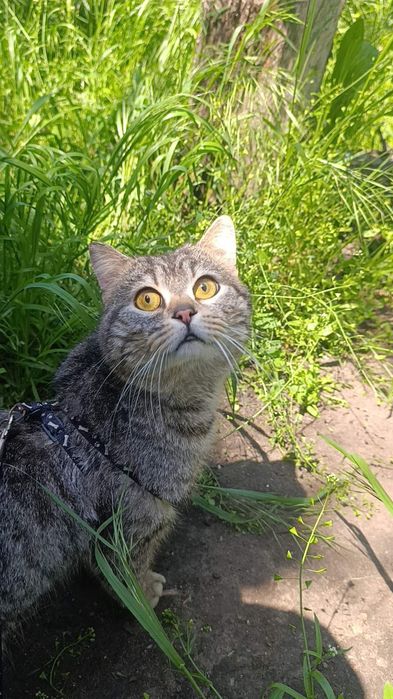 Віддам котика британець прямовухий