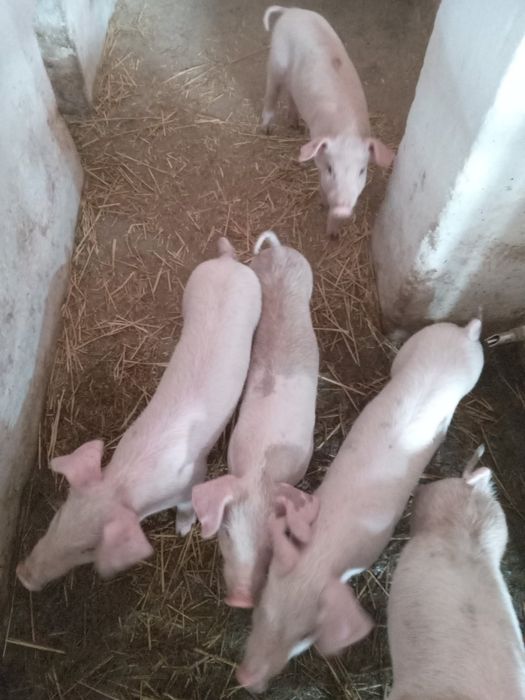 Продам маленьких поросят 10 кг