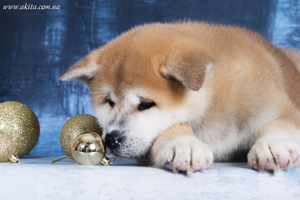 Akita, щенки акита ину, японская акита