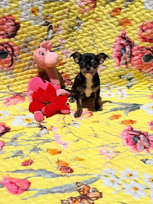 Chihuahua fêmea pêlo curto