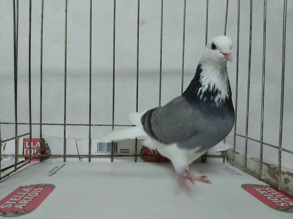 Gołębie Permskie Białogłowe