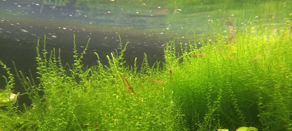 Rośliny z przycinki