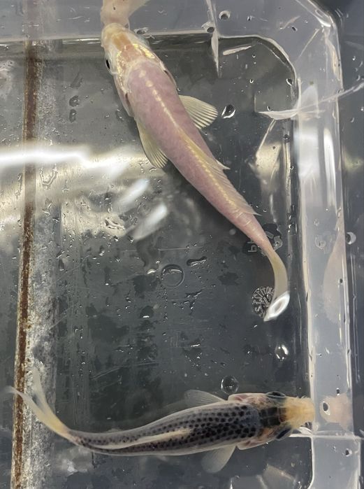 Carpa Koi  7/8cm