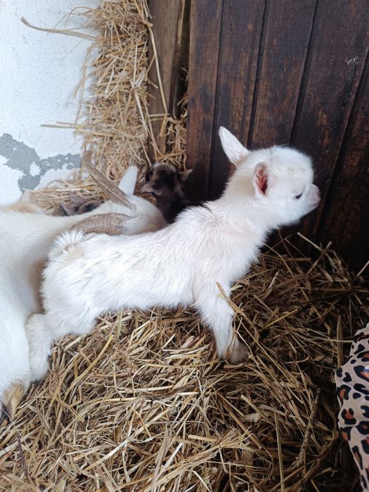 Vendo Cabra Anã - 1 mês vida