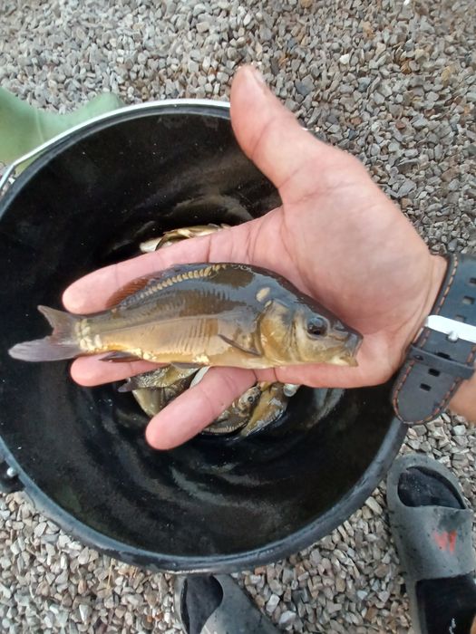 Karp narybek/kroczek. Jesiotr,Lin,Sandacz.