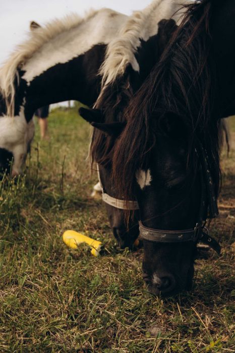 Продам поні, жереб молодий