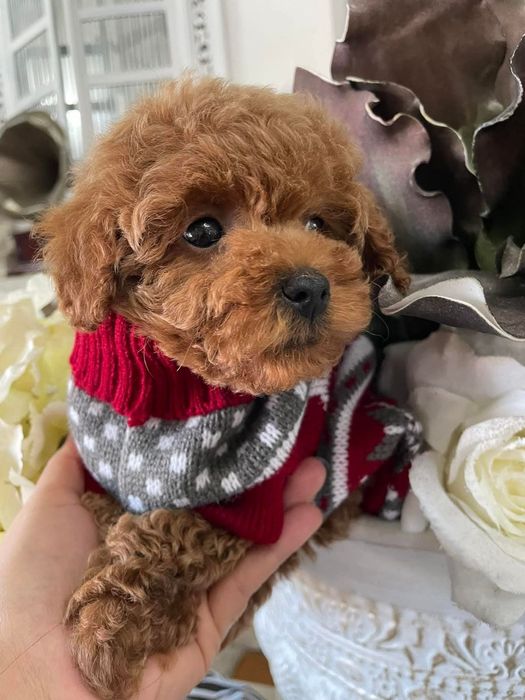 Красунчік той пудель.   ред браун